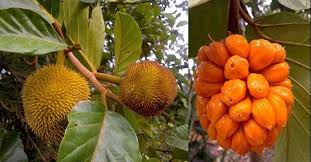 MARAG FRUIT (1 kg)